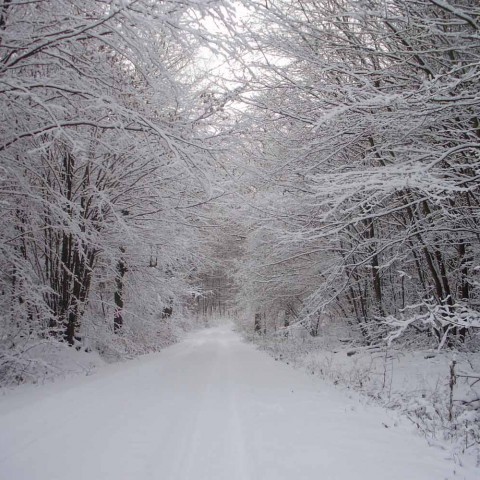 Unser Winterwald