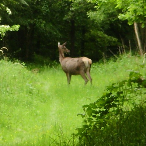 Unser Wald